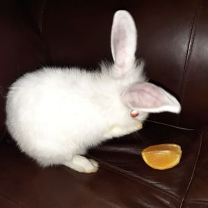 Meet your Posher, Brylan